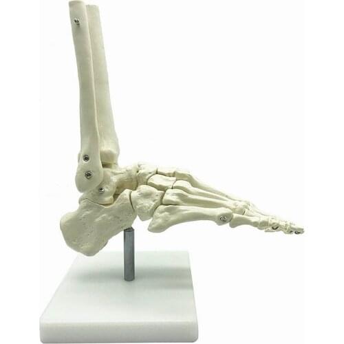 Life Size Human Foot joints and bones of foot anatomy Human Foot and Ankle Model with shank bone Anatomical Models