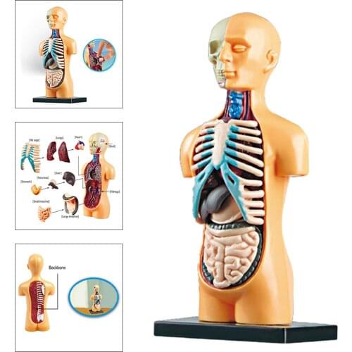 Science Human Body Model Demonstration Human Anatomy Display Educational DIY Toys