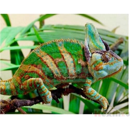 Kexinzu Full 5D DIY Square/Round Drill Diamond Painting "Animal lizard" 3d Diamond Embroidery Cross Stitch Decor Gift D19