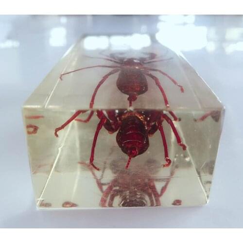 True Whip Scorpion Appearance Embedded Specimens Transparent Resin Centipede Scorpion Model Biology Arthropods Teaching Aids