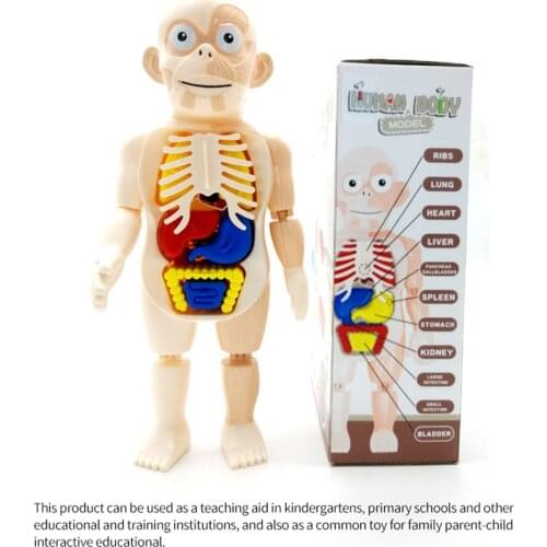 Kid Montessori 3D Puzzle Human Body Anatomy Model Educational Learning Organ Assembled Toy Body Organ Teaching Tool For Children