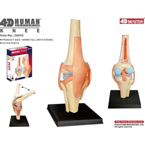 Human Knee Model 4D Puzzle Detachable DIY Educational Toys Flexible Reduced Size Skeleton Anatomy Tool Medical Gift