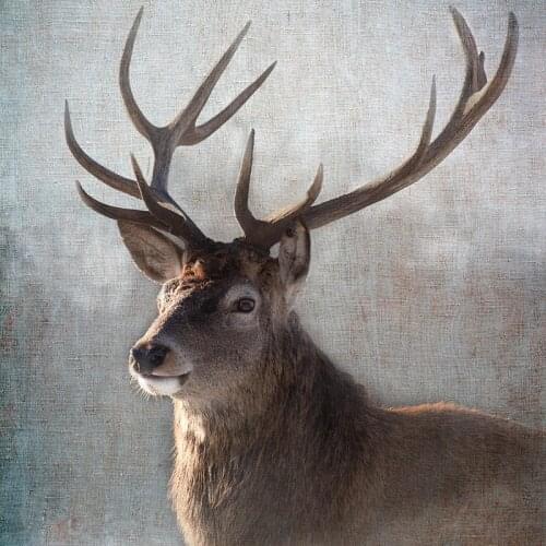 5D DIY Diamond Painting animal stag Full Square/Round 3D Diamond Embroidery elk Pictures Of Rhinestones Home Decoration TY939