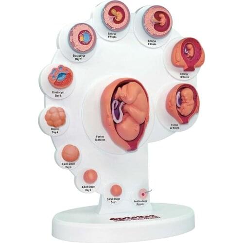 21pcs Part 4D Human Embyro Development Anatomical Model Fetal Growth Organ Medical Teaching Alpinia Assembled Toys