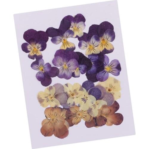 20x Pressed Flowers Beautiful Violet Organic DIY Floral Crafts Scrapbooking