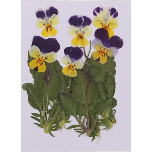 12pc Pressed Real Pansy Flowers Dried Flower Leaves Viola Tricolor Flower For Phone Case Decor DIY Project