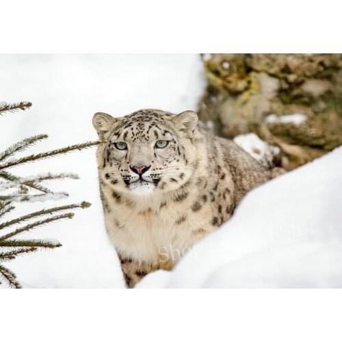 ArtBack full square / round "snow leopard" 5d diy diamond painting cross stitch animal rhinestone mosaic home decoration paintin