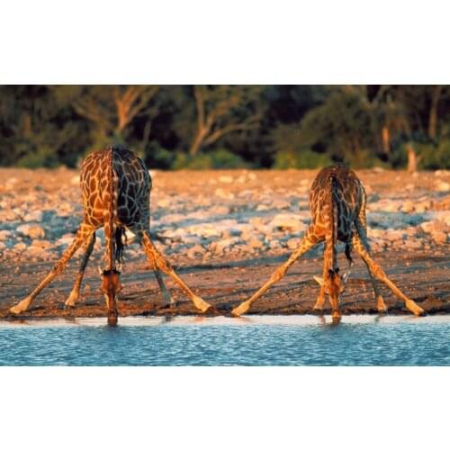 Home Decor Wild animal Giraffe-Silk Art Poster Wall Sticker Decoration Gift