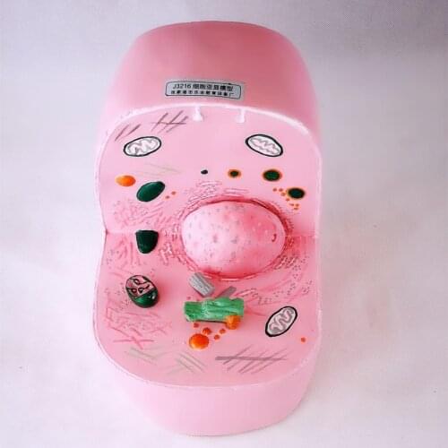 4D Animal Cell Anatomical Skeleton Model Dimensional Toy Anatomical Model Medical Science Education Equipment Biological Supply