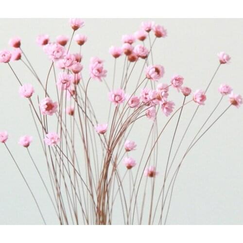 30pcs 6Color Valentines Day Preserved Mini Flower Dried Nature Fresh Eternell Floral Branch Wedding Home Gift Decoration Table