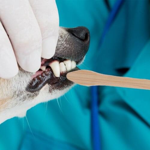 2Pcs Dog Bamboo Toothbrushes Pet Double-head Toothbrush Cat Personal Care Tool