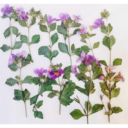 16pcs Pressed Dried Flower Bicuculline With Stem For Nail Art Jewelry Bookmark Phone Case Invitation Card DIY