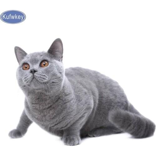 5d diamond embroidery Felinae diamond painting animal cat Cross Stitch full round square Rhinestone mosaic diamond 3d picture