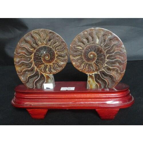 255g collection NATURAL Slices Ammonite Fossil Mineral specimens +115g stand