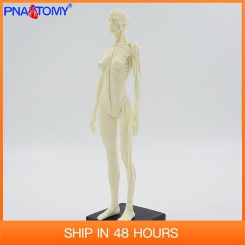 30cm Muscular figure model female muscle anatomy Artistic sketches tool Gym decoration skin System Teaching