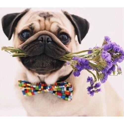 New DIY 5D diamond painting animals cute puppy round Mosaic diamond cross stitch print home supplies decorative gifts