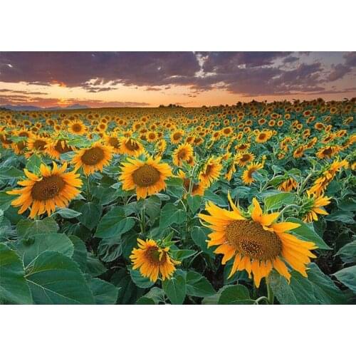 5D DIY Diamond Painting Sunflower flowers Full Square/Round 3D Diamond Embroidery Pictures Of Rhinestones Home Decoration TY938
