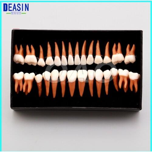 1 Set Dental Oral 28 PCS 1:1 Permanent Teeth Model Demonstration Teach Study