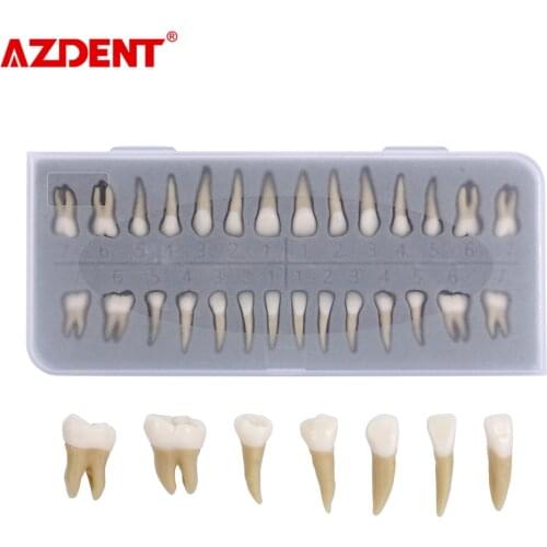 Adult teeth model (28pcs/pack) 1:1 M7021Dental model dental model dental model dental model oral teaching