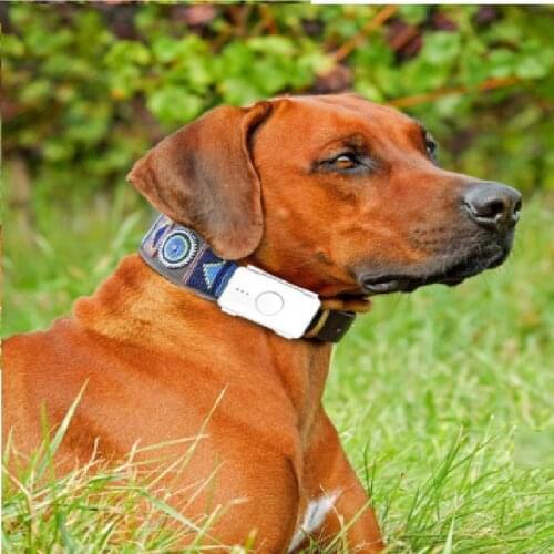 4G gps pet tracker dog gps tracker gps dog tracking collar RYDLK105B