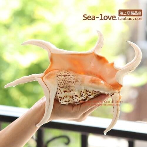 Hexagonal Conch Natural Shell Conch Creative Gift Mediterranean Home Decoration Tank Landscape Sea Snail Decoration Ornaments