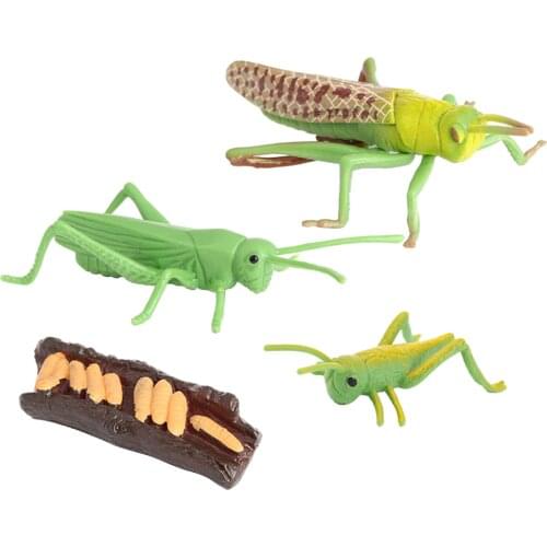 Nature Grasshopper Growth Pre- Kids Early Education Toys Themed Party