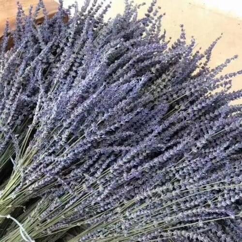 200pcs Dried Natural Flowers Lavender Lmmortal For Wedding Home Decor Party Decoration Christmas DIY Festival Gift