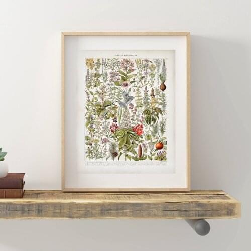 Botanical Medicinal Plants Vintage Posters and Prints Poppy Foxglove Hyssop Lavender Late 1800s Poster Kraft paper