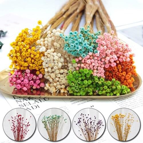 1 Bunch Of 50 Natural Dried Flowers Mini Bouquet, Immortal Flower Bouquet Decoration Photography Photo Background Decoration