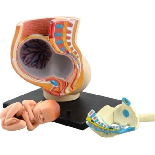 Human Women Pregnant Pelvis Section Model Sets with Baby Fetus Assembled maternal fetal tissue from the uterus model Science Toy