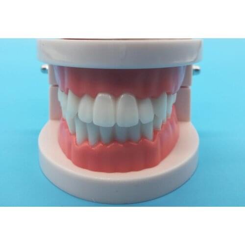 6D teeth whitening veneer practice denture model with interdental model teaching brushing practice tooth model