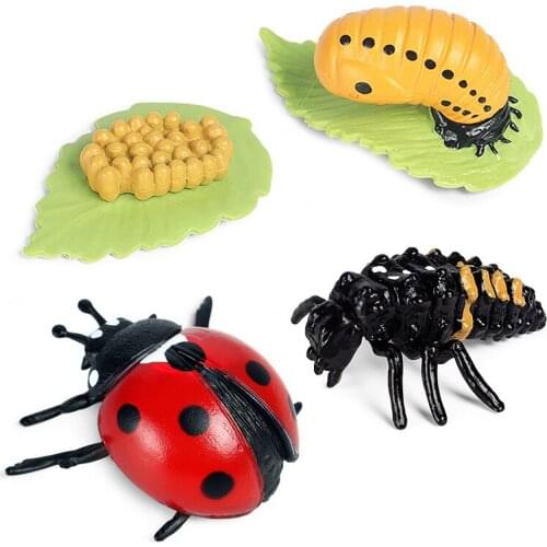 Wild Insect Animals Model Ladybug Growth Cycle Action Figures Figurine PVC Miniature Biology Science Education Toys Gift