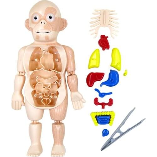 3d Human Body Anatomy Model Plastic Human Organ Assembly Toy Diy Science Educational Toy For Children Kids Scary Game Figurines
