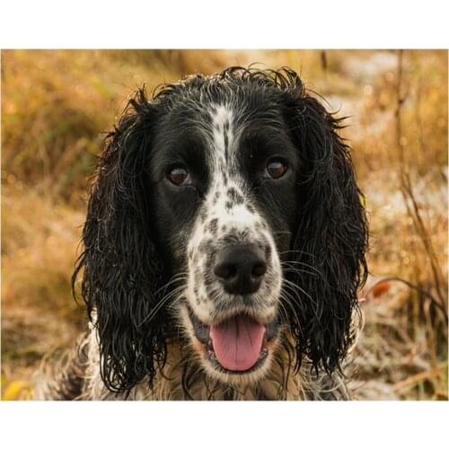 Full square round drill diy diamond painting British cocker spaniel mosaic painting by numbers 5d rhinestone embroidery L246