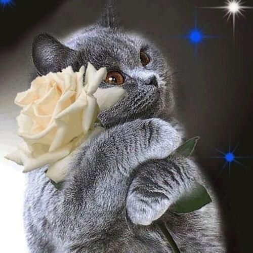 Kexinzu Full 5D DIY Square Round Diamond Painting Animal Cat 3D Embroidery Cross Stitch Rhinestone Mosaic Home Decor K222