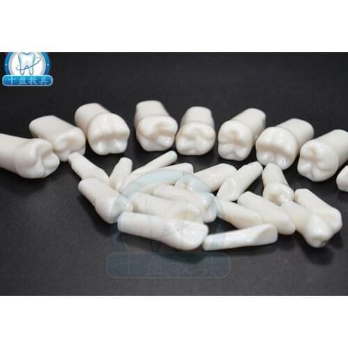 28 pcs isolated tooth model simulation teeth structure model