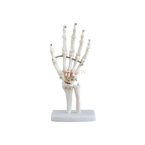 Hand Bone Model Wrist Joint Hand Anatomy Bone Ligament Movable Structure Phalanx Radius Mold
