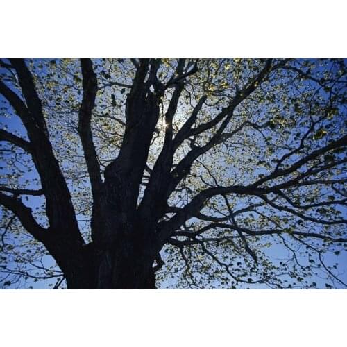 Wholesale Canvas printed modern photos on cotton canvas , beautiful art of big old tree oil painting (no frame) free shipping
