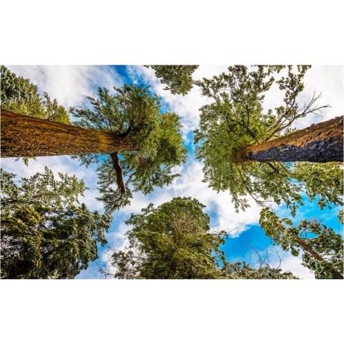 Custom photo 3d wallpaper picture Fir trees look up the sky ceiling mural home decoration painting wallpaper for walls 3 d