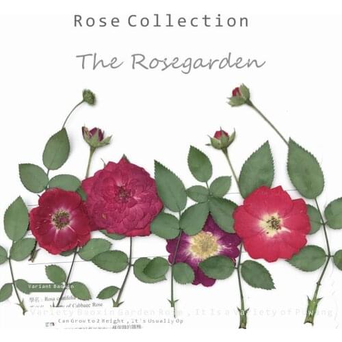 Rose petals Dried decorative Flowers Embossing Diy Manual wreath peony leaf grass rattan wax candle plant photo frame