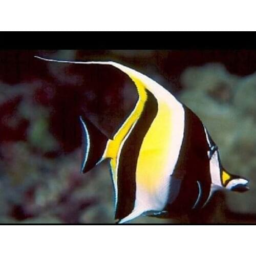 Large Cuttlefish Single kite big kites for adults cometas para adultos kite flying toys windsock pulpo soft koi fish ripstop