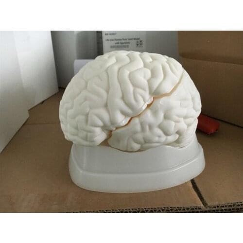 Chinon Brain Anatomical Model Medicine Student Medical Science Education Teaching Sources Supply Tools Equipment BIX-A1050