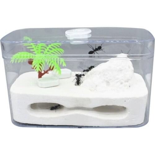 Ant Farm in Clear Plastic Box Ants Plaster Home for Kids Study of Ant Behavior