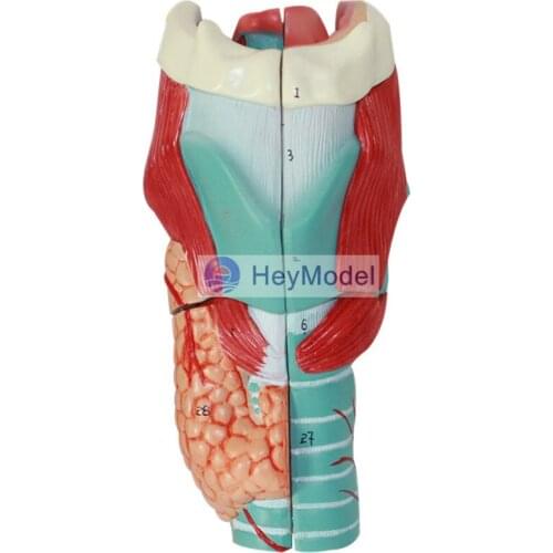 HeyModel Throat model throat anatomy amplification model