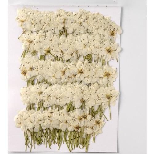 250pcs Pressed Dried Flower Pear Blossom Plants Herbarium For Nail Art Jewelry Bookmark Phone Case Invitation Card DIY