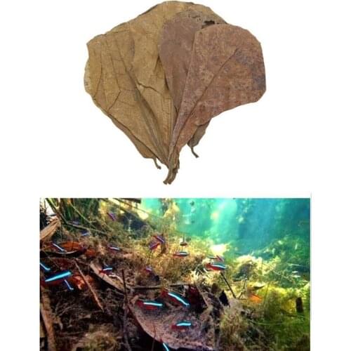 10pcs Indian Almond Leaves for Betta, Induce Breeding and Boost Immunity, Reduce Stress, No Toxic , Easy to Use