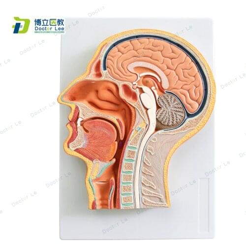 Human Anatomy Median Section of Head Model for Medical Teaching Tool