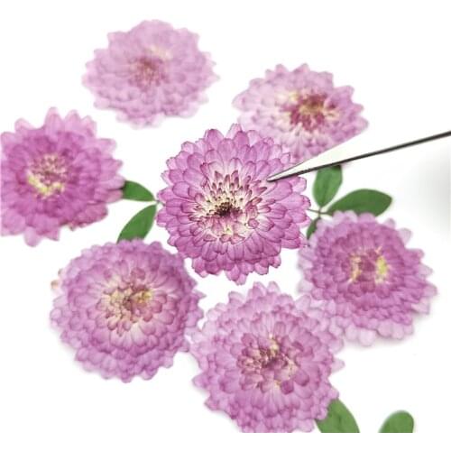 24pcs,Natural Pressed Flowers Real Dried Chrysanthemum,DIY Art Craft Valentines gift Bookmark Decoration,Scented candle decor