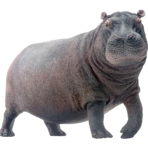 PNSO Hippopotamus Large Proportion Toys Length35cm