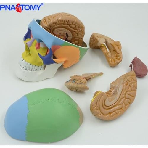 Colored human adult skull model with detachable brain model anatomical life size 1:1 skeleton teaching Cranial nerve branch tool